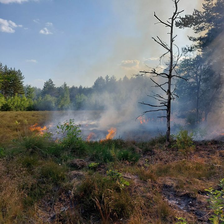 Brand in Kattenbos