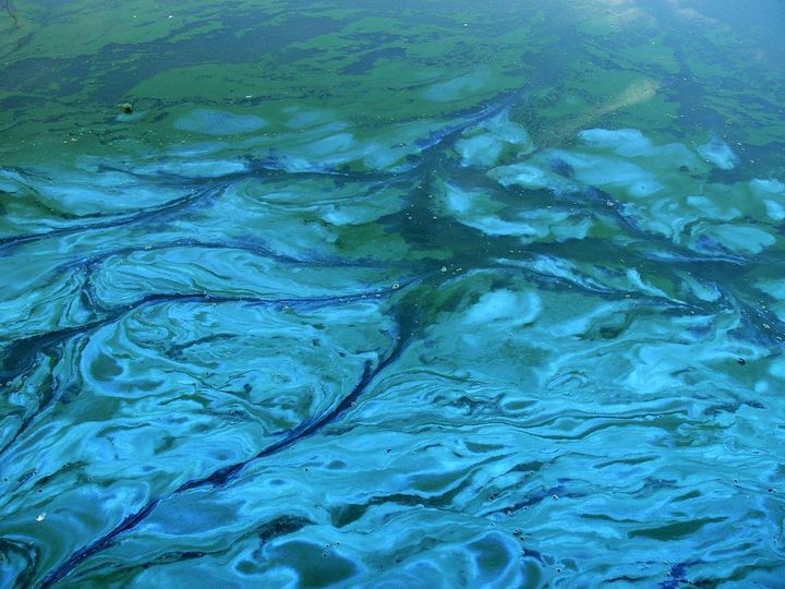 Opgelet: blauwalg in kanaal Bocholt-Herentals