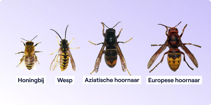 Brandweer én imkers gaan strijd aan tegen Aziatische hoornaar