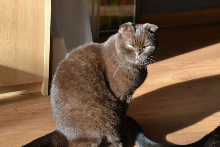 Dierenfoto's van onze lezers