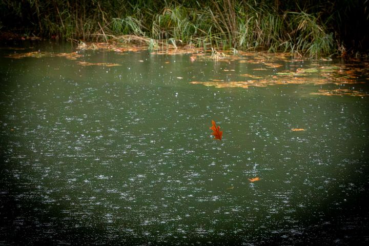 Gelderhorsten in herfstkleuren