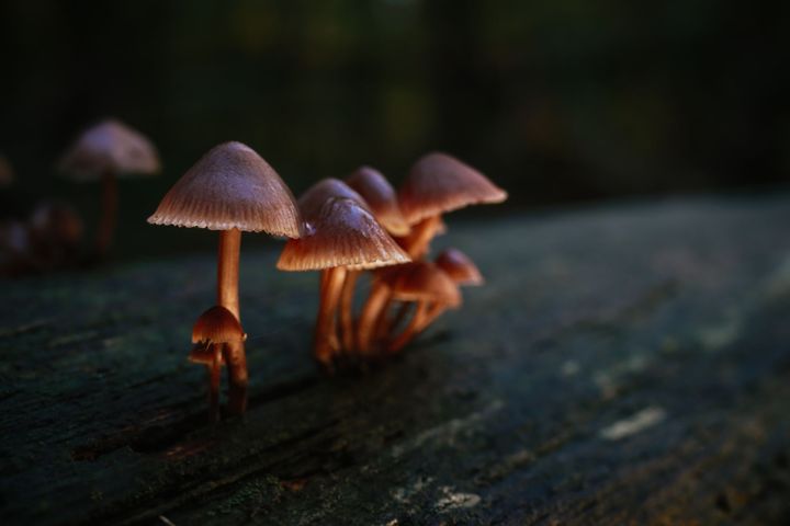 Paddenstoelen en andere natuur