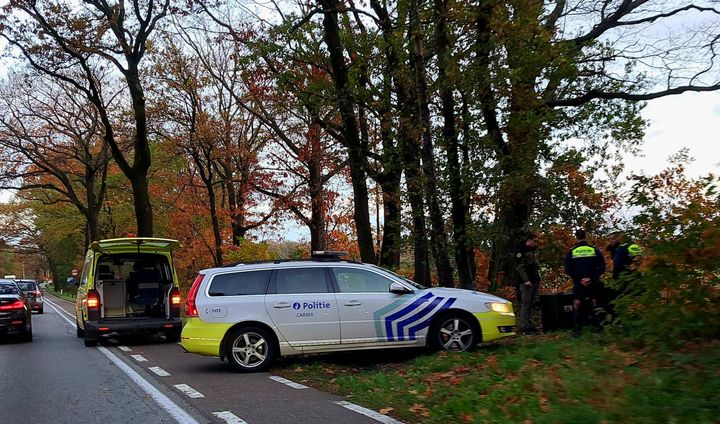 📣 Wolf doodgereden op Noord-Zuidverbinding