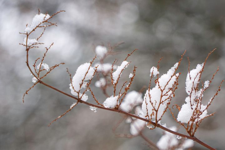 Onze winterse natuur