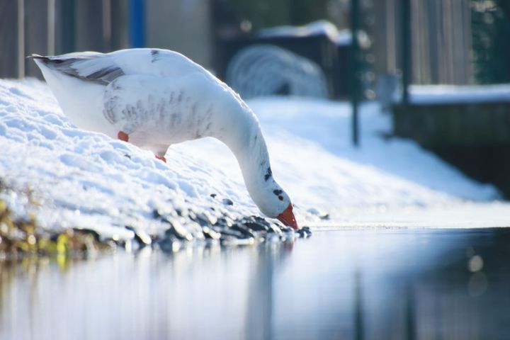 Omdat het zo mooi is...