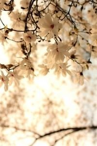 Roger Geys overleden