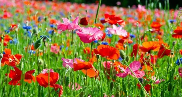 Bloemen en een lied voor moederdag