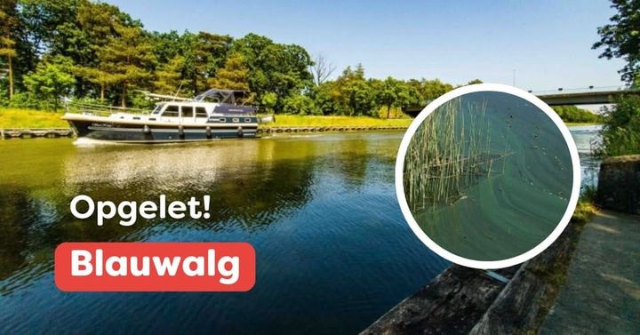 Opgelet: blauwalg in kanaal Bocholt-Herentals
