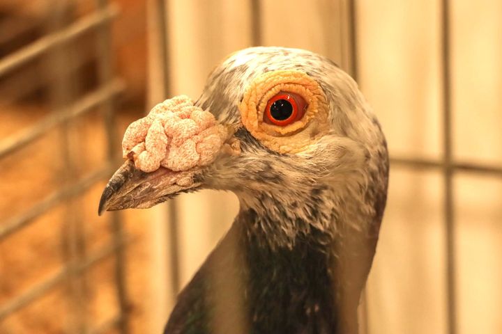 Expo neerhofdieren in zaal 'Den Horst'