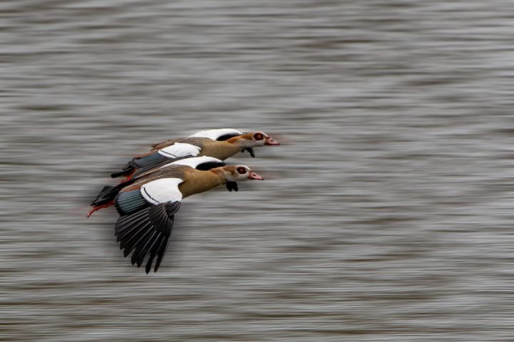 De natuur weet het niet meer...
