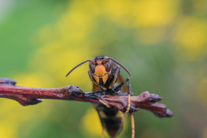 Ook in Lommel wordt Aziatische hoornaar bestreden