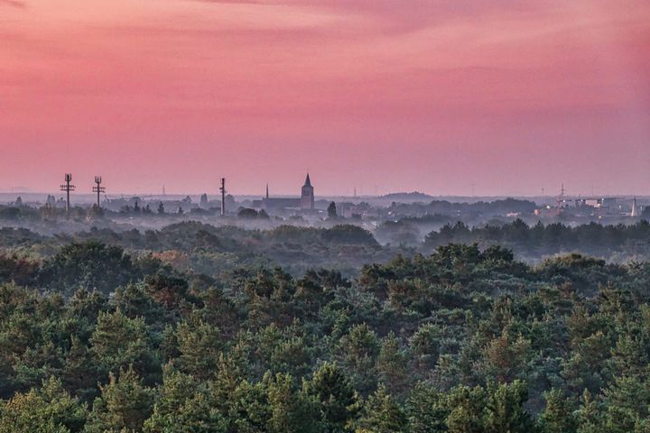 Blue Monday in Bosland: wanneer de natuur even stilvalt