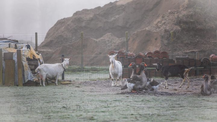 Winterse taferelen op Kattenbos en Gelderhorsten