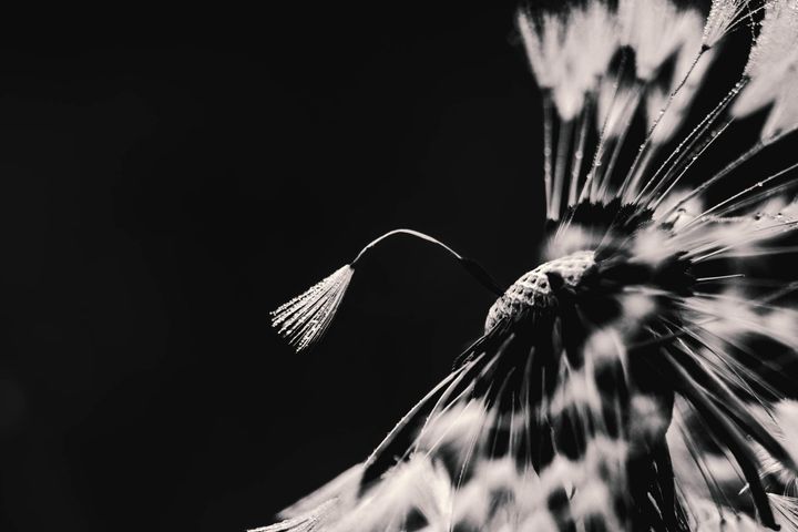 Lentevuurspin en Paardenbloemen in zw/w