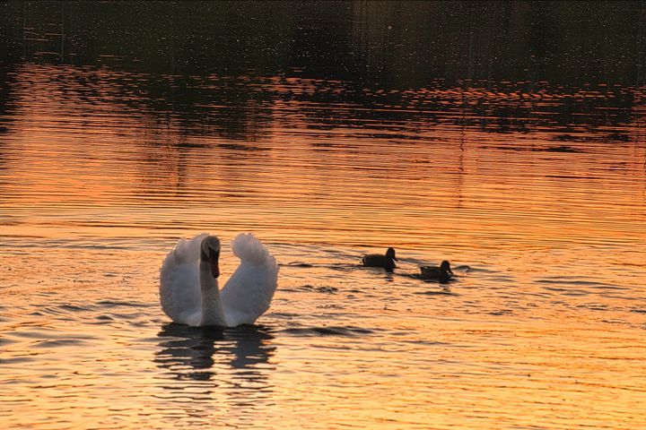 Avondgloed aan het water