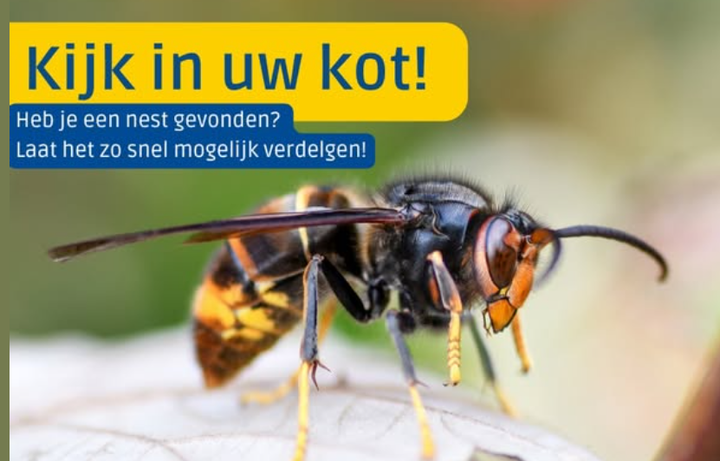 Graag snelle melding van nesten van de Aziatische hoornaar