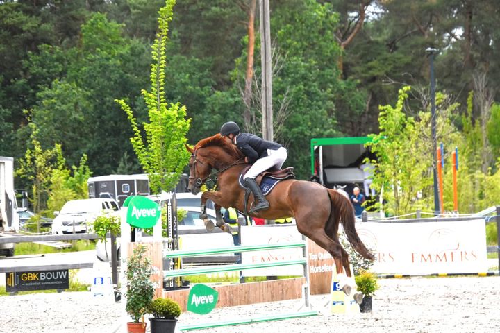 Jonge springpaarden in actie