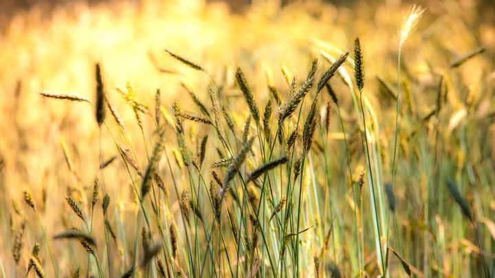Knappe zomerse natuurfoto's van Leon