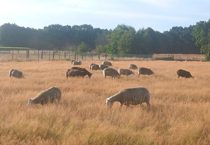 Veel wandelaars voor de Internationale Teutentocht