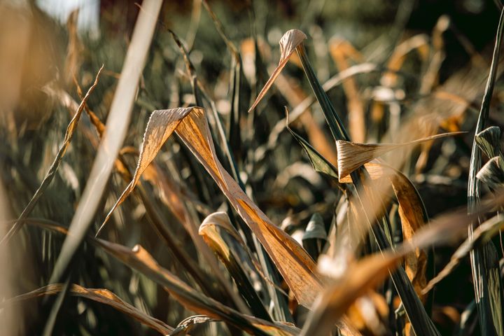 Droogte doet zich al goed voelen