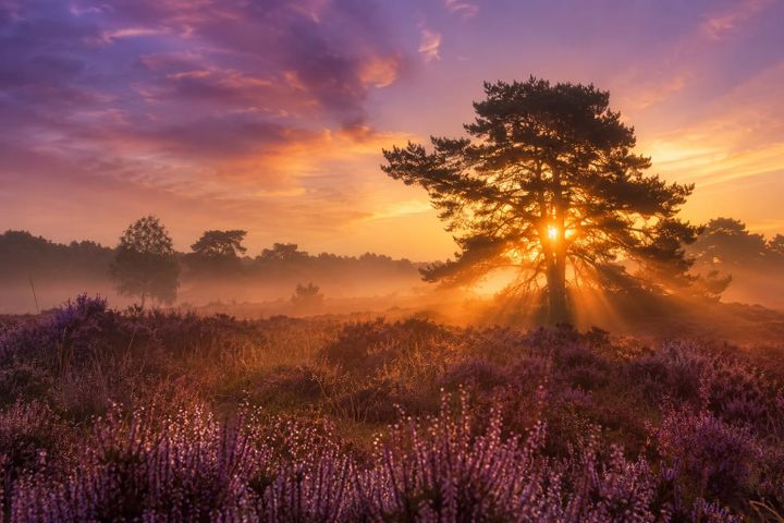Zonnestralen over de paarse heide