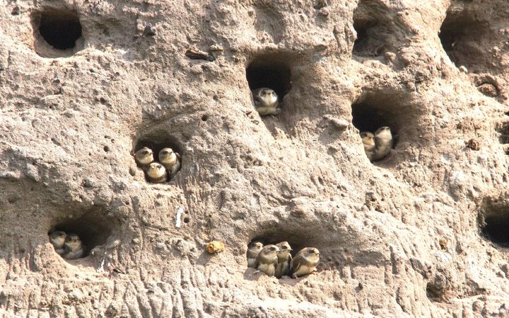 Sporters investeren mee in natuur: zwaluwwand komt naar Nationaal Park Bosland