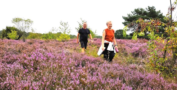 Prachtige natuur en ideaal wandelweer tijdens Kattenbosserheidetocht