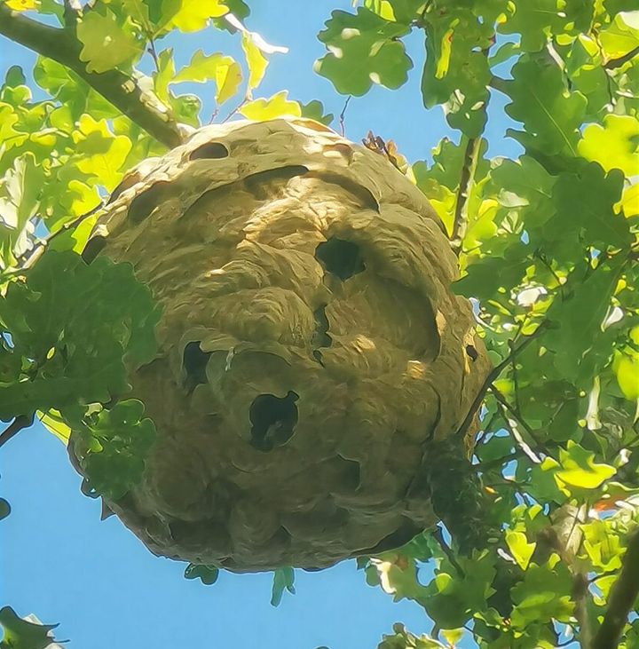 Nest Aziatische hoornaar in Heibergstraat