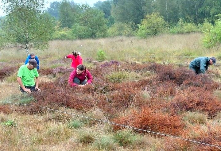 Zeldzame lentevuurspin opnieuw geteld in Lommel