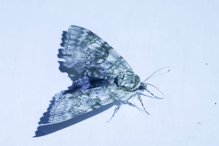 Zeldzame nachtvlinder gespot tijdens activiteit van Natuurpunt Lommel