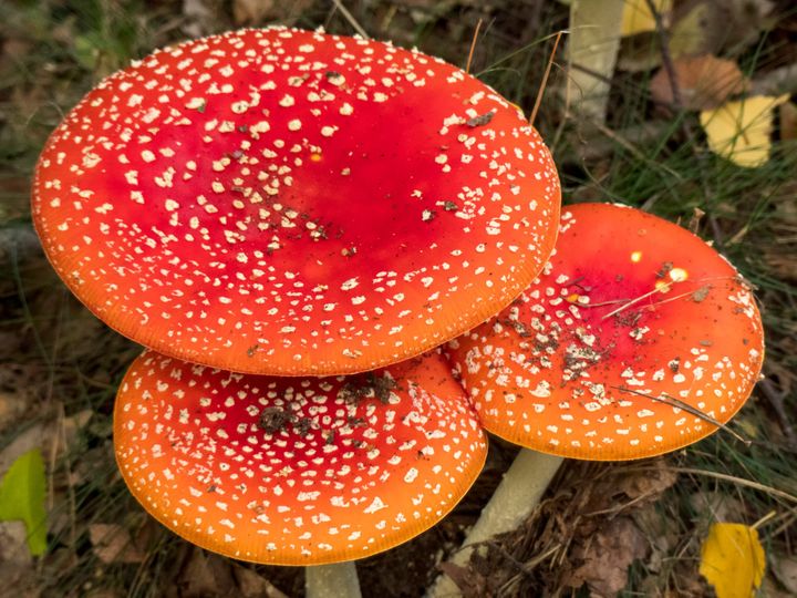 De herfst is ingetreden