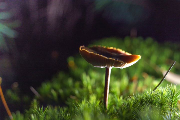 Herfst in onze Lommelse natuur