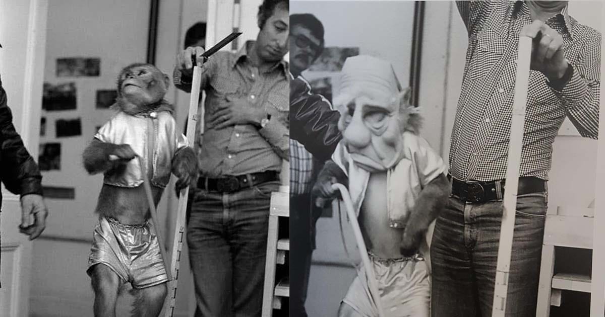 Image of a monkey training to wear a Yoda Mask and carry a cane.