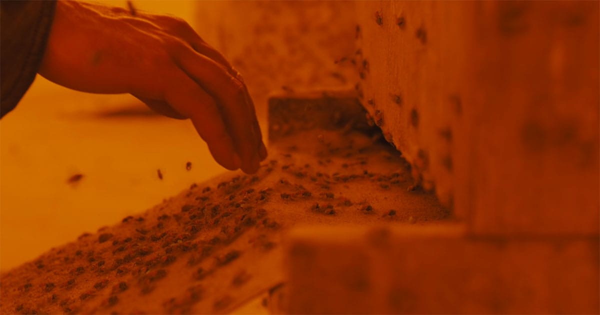 Officer K reaching toward a bee hive in "Blade Runner 2049"