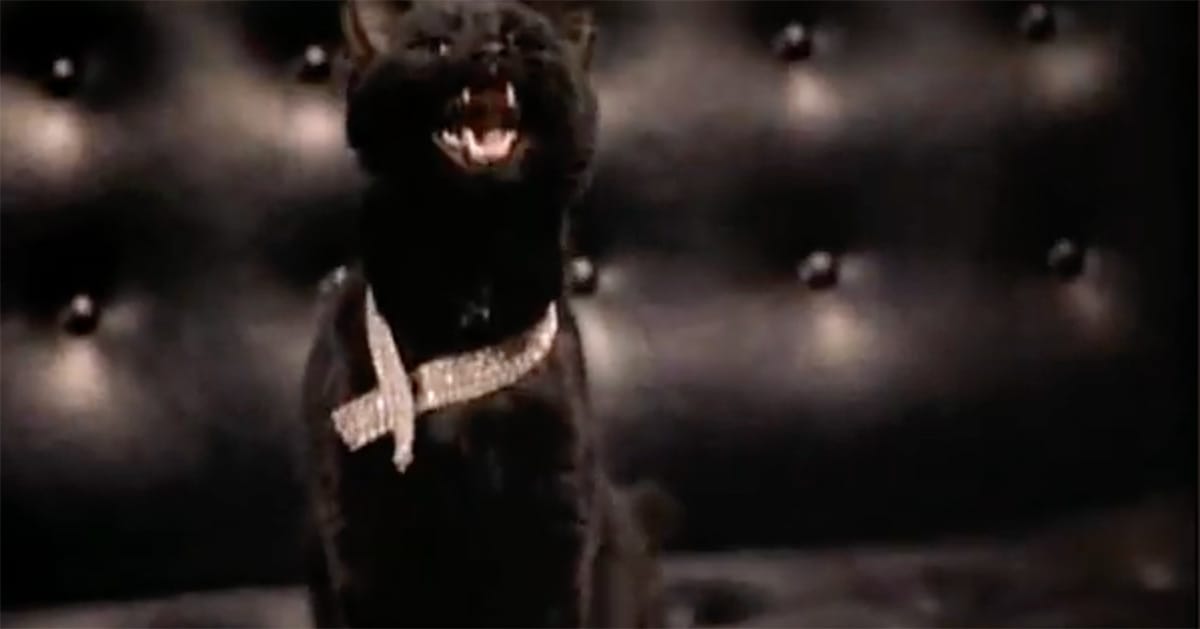 Isis the black cat sits on a dark chair in the "Star Trek" episode "Assignment: Earth."