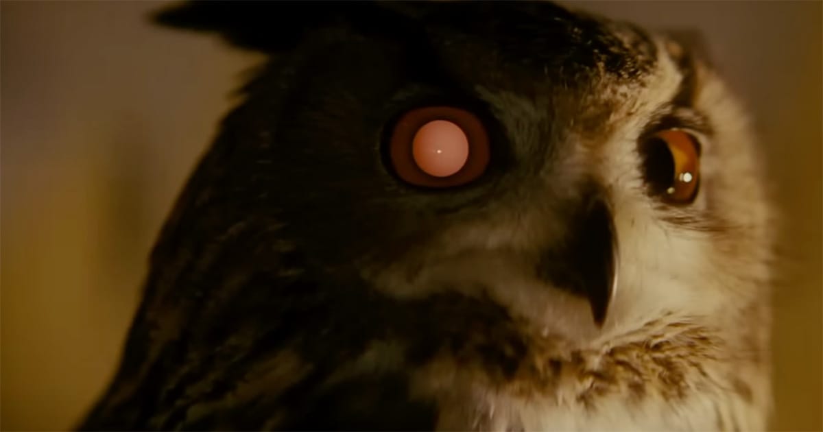 Close-up of the owl from the Tyrell Corporation in "Blade Runner" (1982).