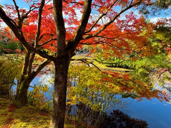 Data and Politics: Long Time Listener, First Time Caller