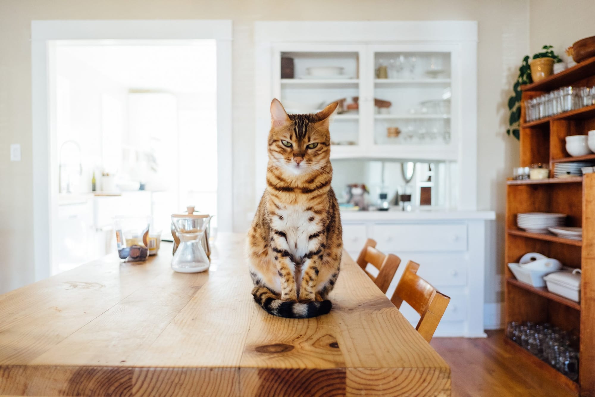 Cats to be confined to properties 24/7