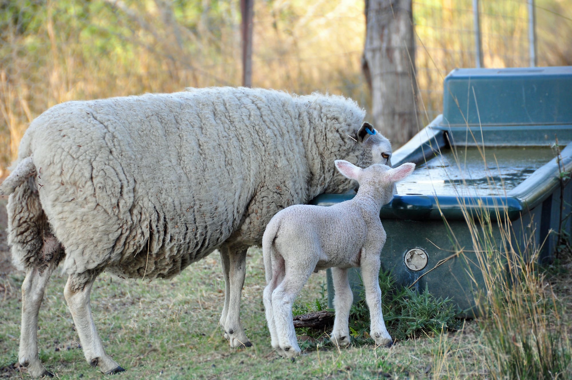 Hotter days on the horizon – managing livestock and heat stress