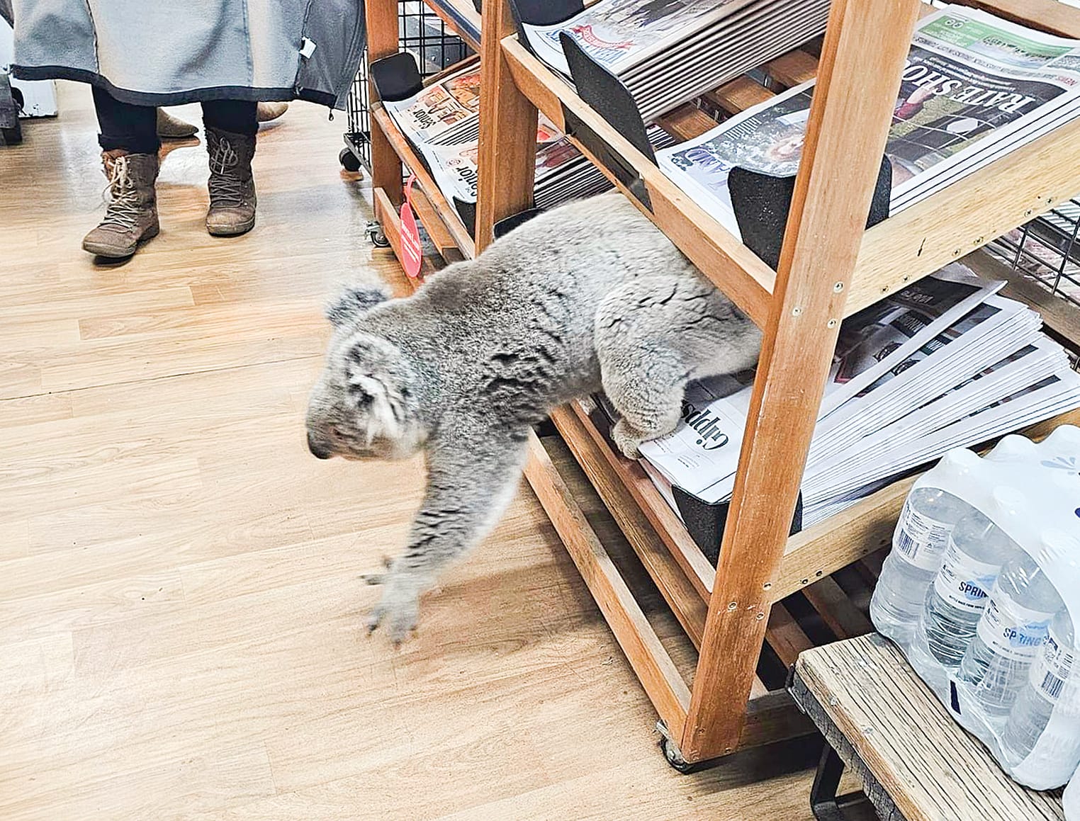 The furry visitor realises he is a day early to pick up the latest Sentinel-Times.