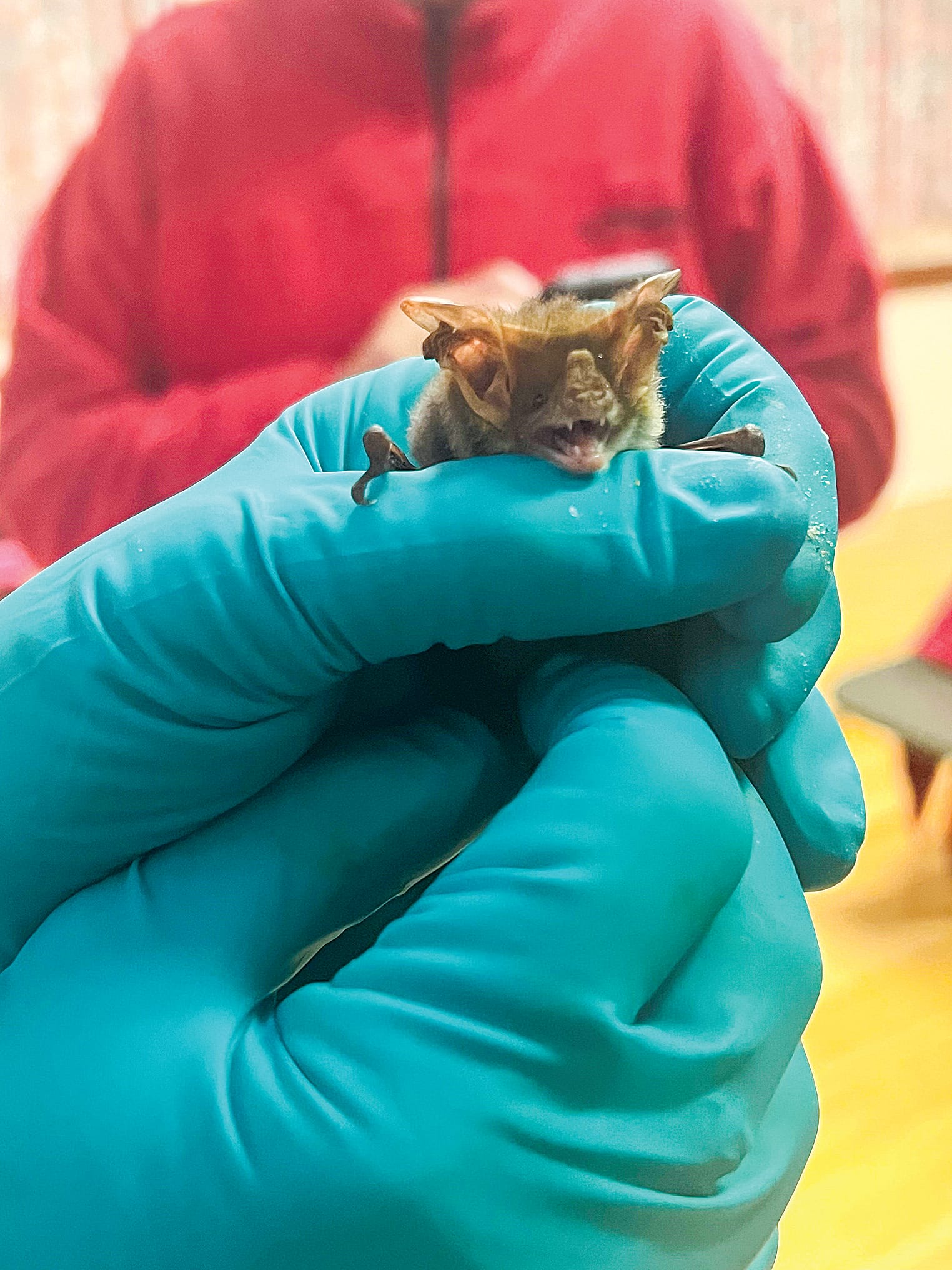 A Lesser Long-Eared Bat.