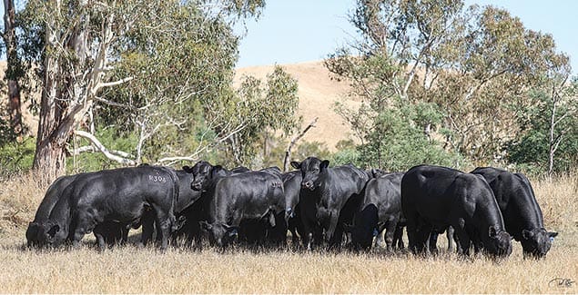 Elite genetics at the Kelly Angus autumn sale