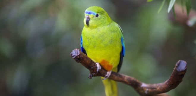 Orange-bellied parrots released into the wild