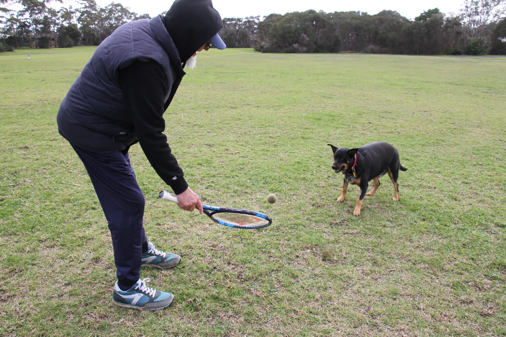 Phillip Island dog owner Roger exercising Rex at Blue Gum Reserve in Cowes. B17_2925