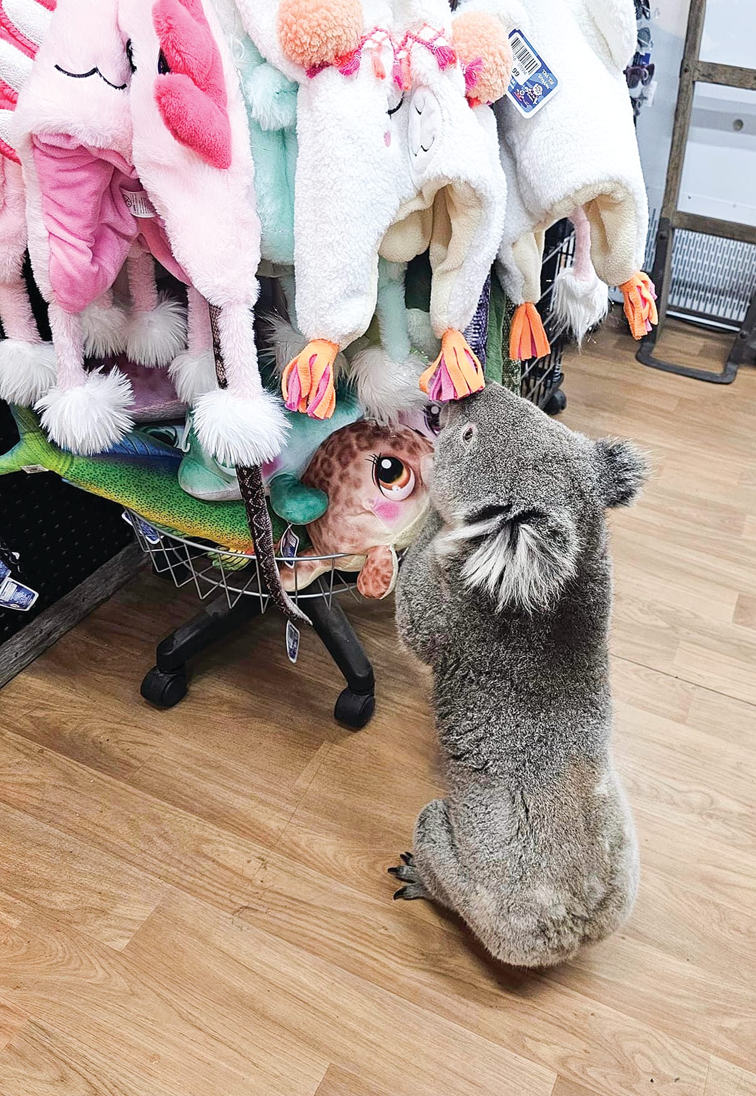 While there are no soft toy koalas, something is clearly of interest.