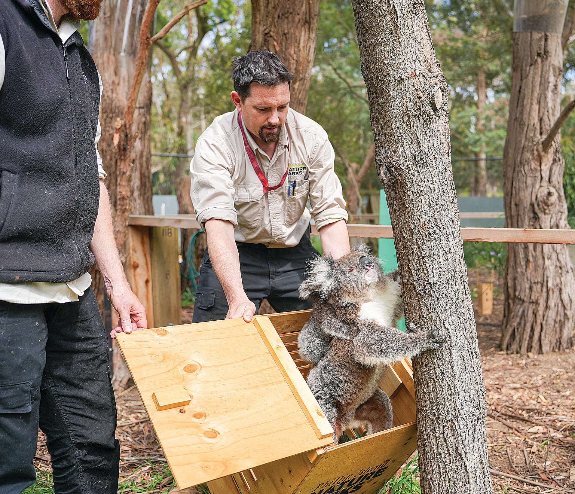 It’s a boy! New koala joey receives first health check