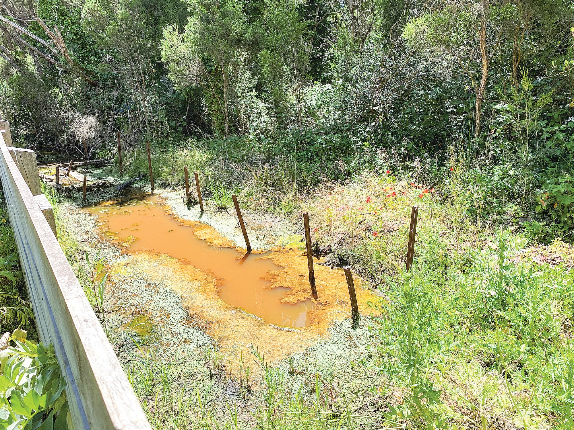 Clogged by reeds, weeds and other vegetation, this outfall drain at Pioneer Bay, the responsibility of Melbourne Water, is a prime mosquito breeding area.