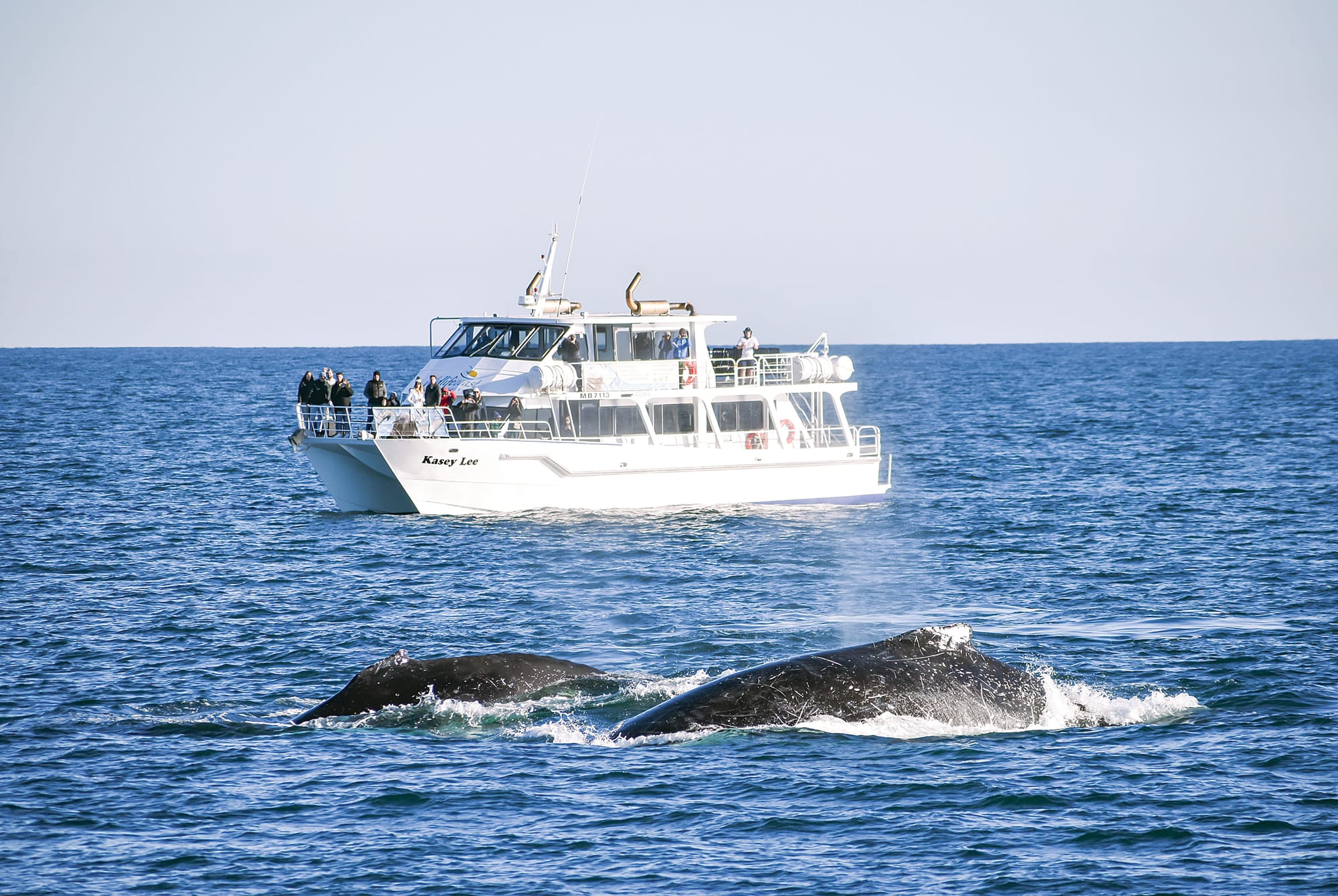 Hop onboard for a whale watching experience