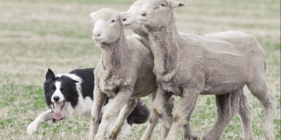 A Border Collie herding sheep.