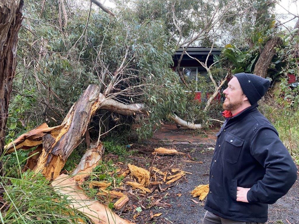 Rotten luck as Inverloch trees come down